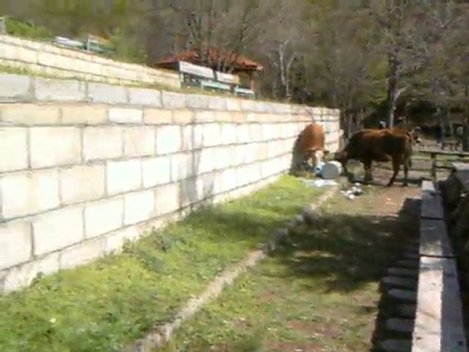 şebinkarahisar Avaroglu borabay