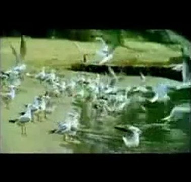 FUNDA ARAR - GURBET KUŞU