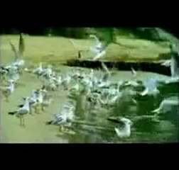 FUNDA ARAR - GURBET KUŞU