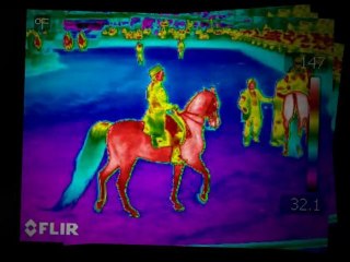 Arabian Horse of a Different Color | Peter Hopkins