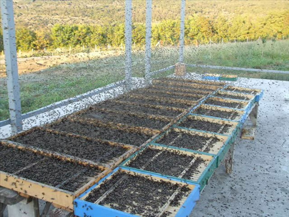 stupina 2010