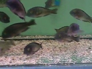 F0 TROPHEUS MOORİ CHAİTİKA BLUE