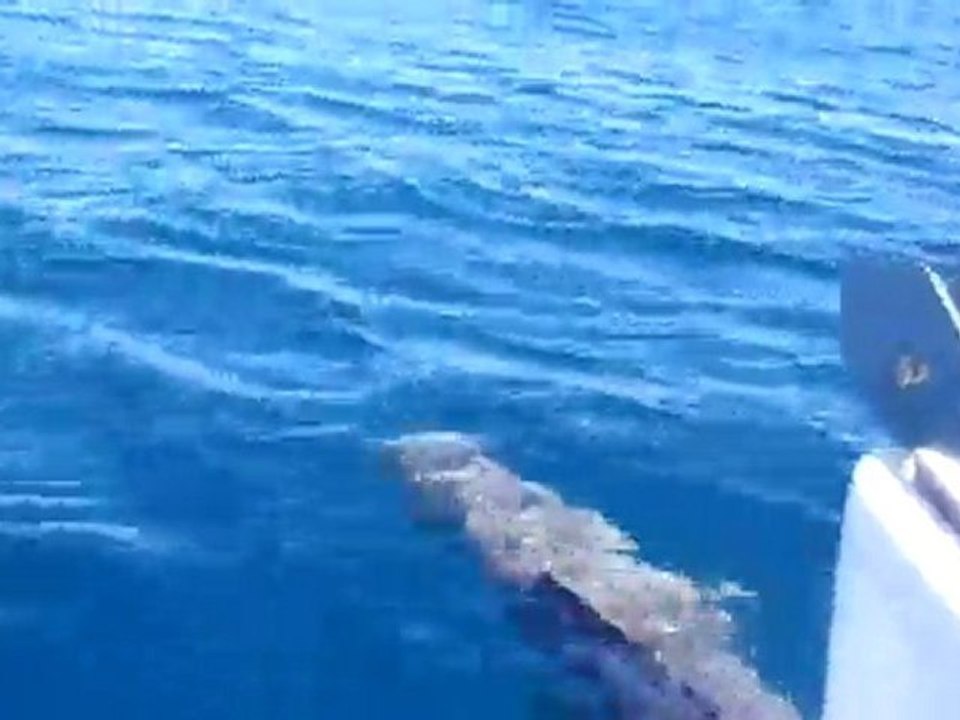 Flipper le Dauphin très bon nageur d'étrave