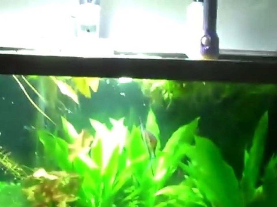 125 planted tank. How to spawn my Tetra's FINISHED
