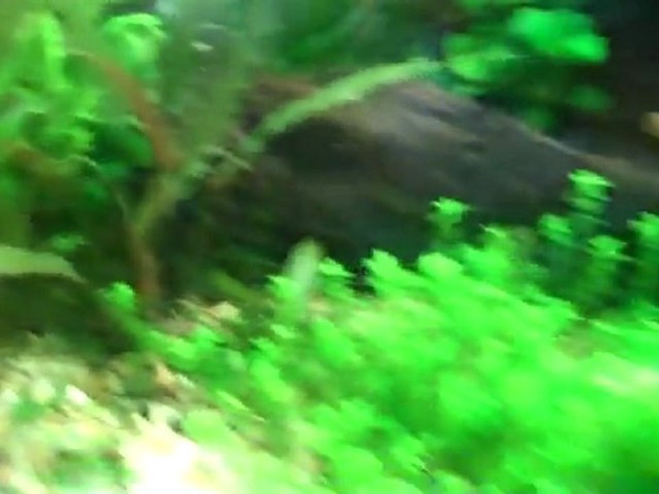 220 gallon planted fishtank. 220 rainbowfish tank.