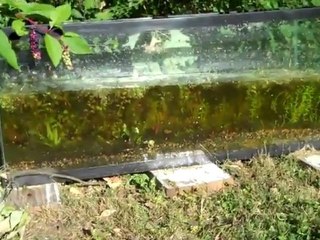 Fishtanks outside. Direct sunlight on an aquarium...