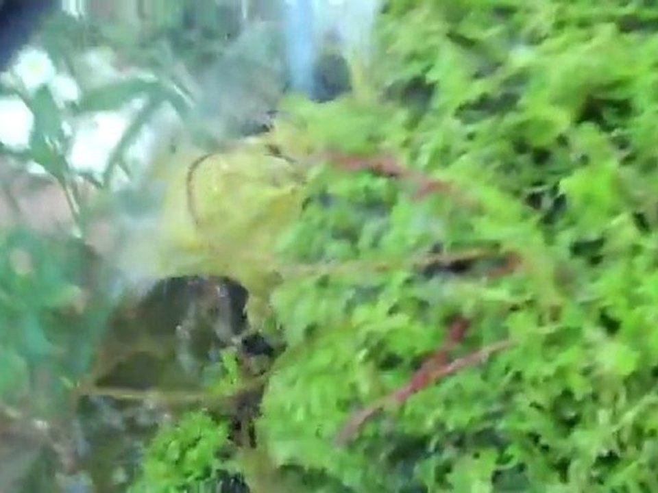 Growing and harvesting Baby Tears outside