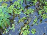 Back yard garden pond chilling out