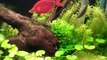 Rainbowfish Tank 55 Planted aquarium