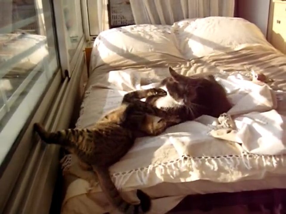 Miacis et Mimosa BOXEUR