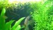 Dustins 125 Planted fish tank 10-9-10