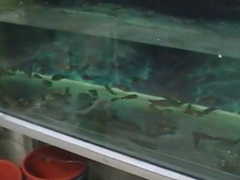 FO TROPHEUS MOORİ KASAKALAWE