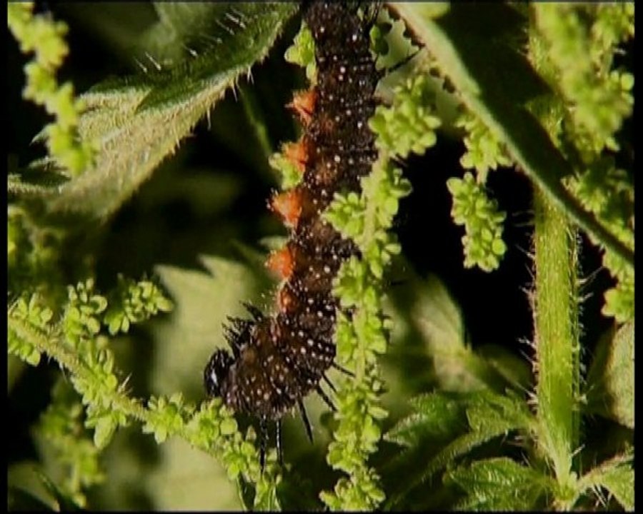 Initiation à l'entomologie partie 3 (HQ)