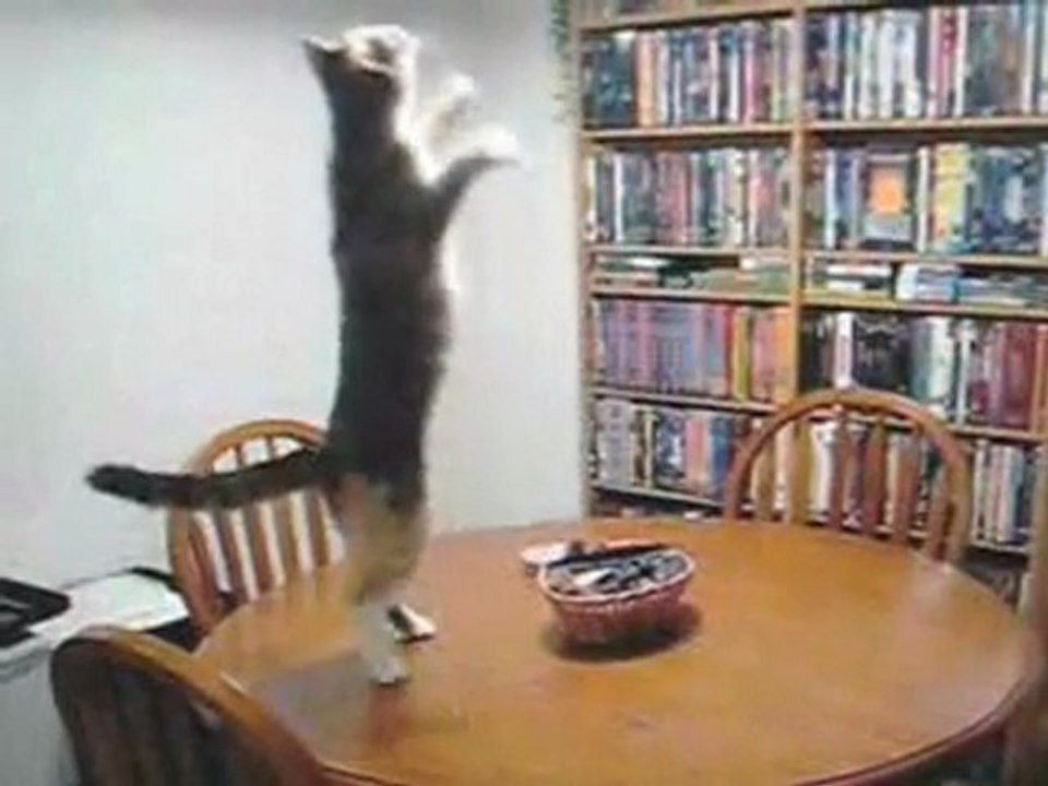 chat-danseur