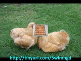 build a cheap chicken coop