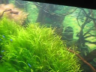 bitkilerin fotosentezi