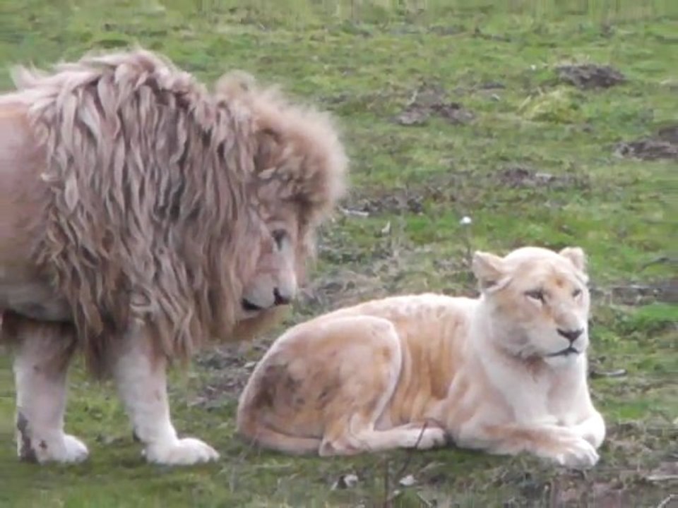 parc des félins (1)