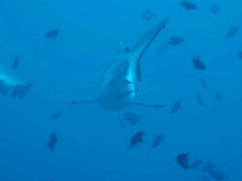 requin gris aux maldives marc