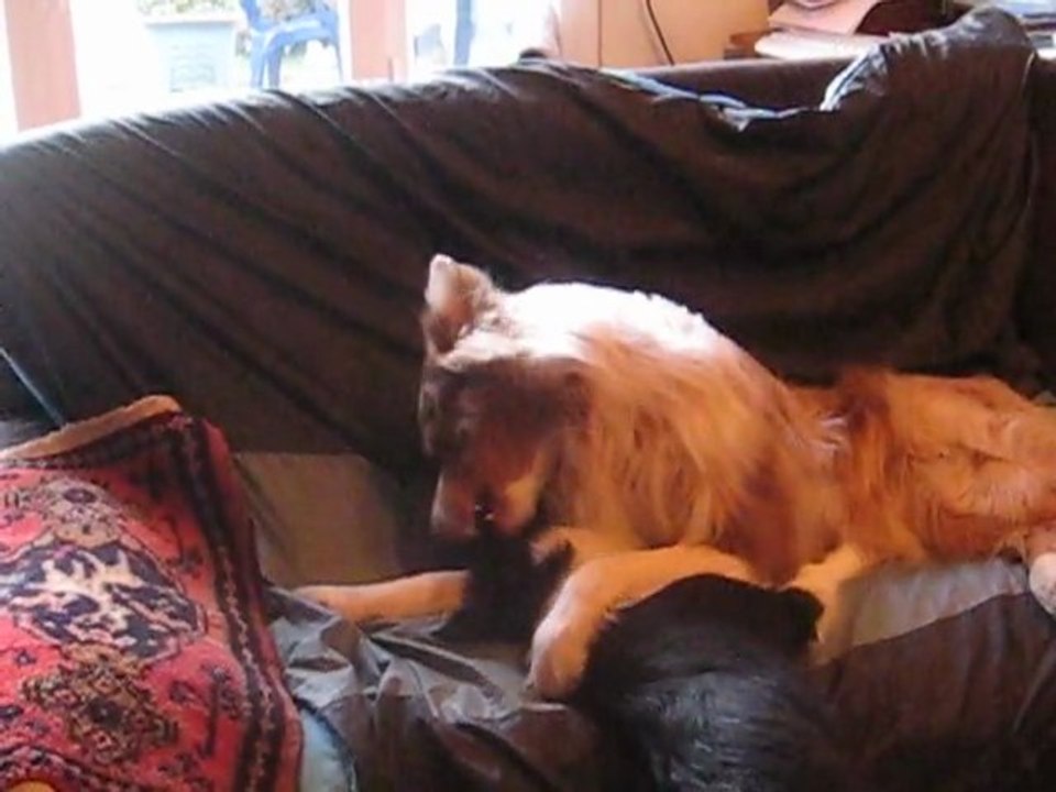 VIDEO CALINS dimanche 27 .02.11