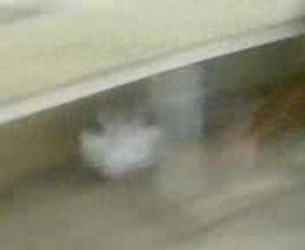 1. k.maraş filo güvercin festivali şanlıurfa birincileri