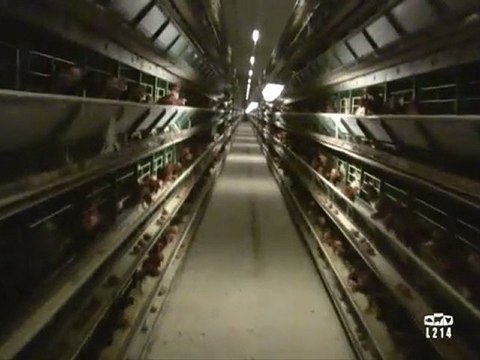 Le modèle alimentaire : l'élevage des poules pondeuses