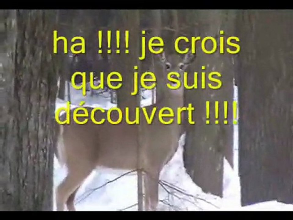 BALADE  EN FORET
