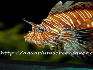 Aquarium screensaver is available for free download