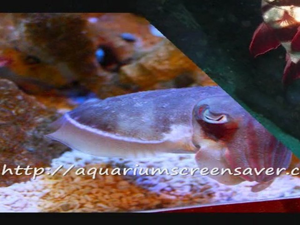 Aquarium screensavers, 3D fun for your computer screen