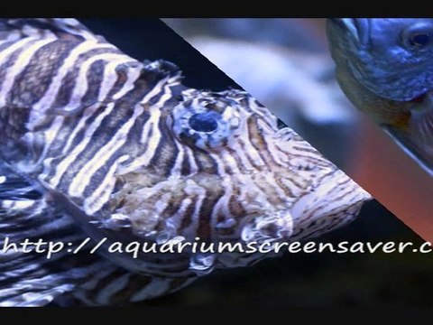 Aquarium screensavers are great fun! Lots of choices.