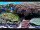 Aquarium screensaver is great fun for your computer.  Free