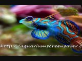 Aquarium screensavers mesmorizing and fun - free download