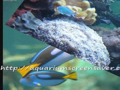 Aquarium screensavers for your enjoyment