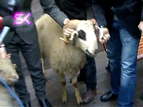 İŞTE NİHAT DOĞAN'IN YERLİ KOYUN YERSİZ KOYUN EYLEMİ