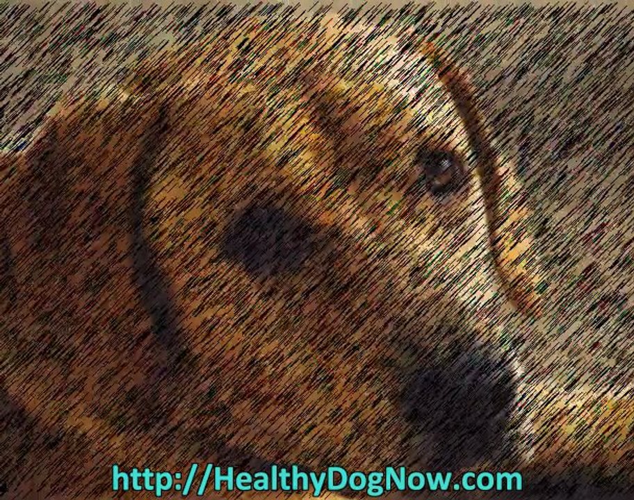 dog food reviews