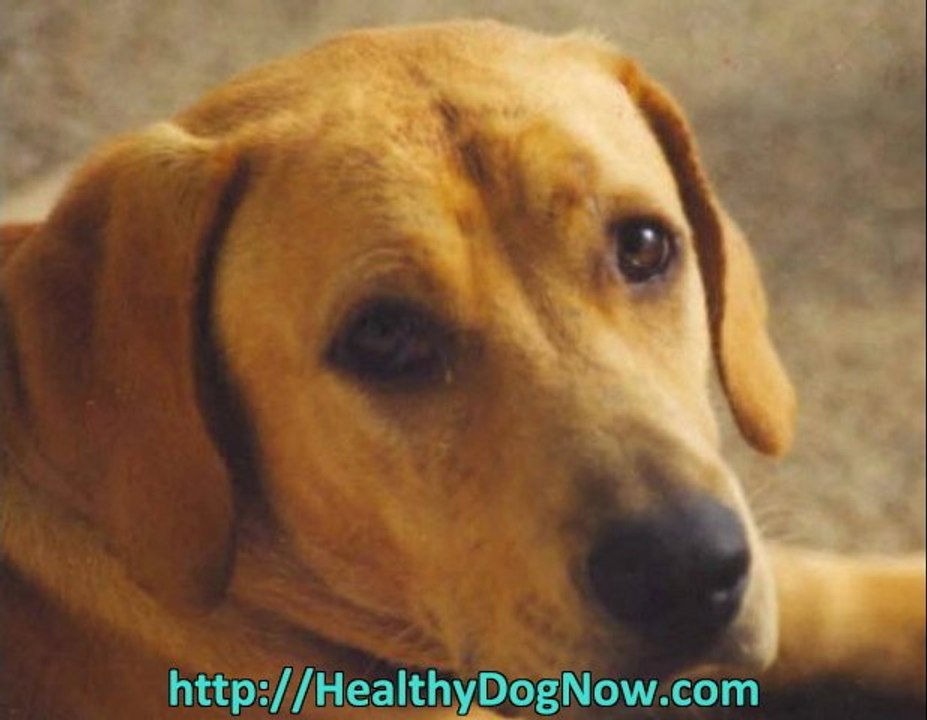dog food secrets