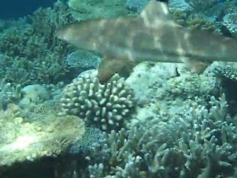 marc requin pointe noire aux maldives