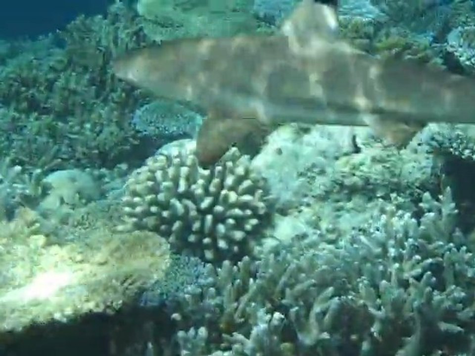 marc requin pointe noire aux maldives