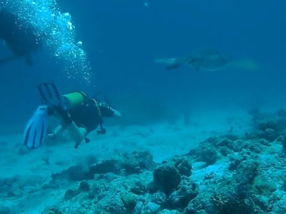 gaelle raie pastenague aux maldives