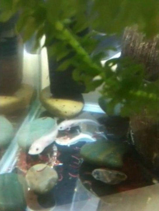 axolotl qui mange