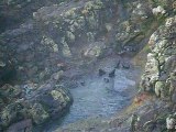 Sea Lions - Otago Peninsula