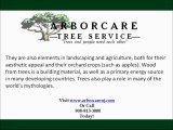 Tree Service NJ-Best NJ Tree Service Call 908-813-3000 Toda