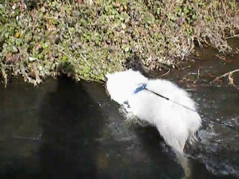 Easy joue dans l'eau
