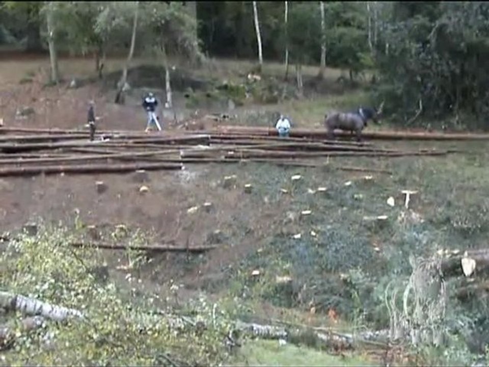 Débardage au Château de la Poste, Ronchinne
