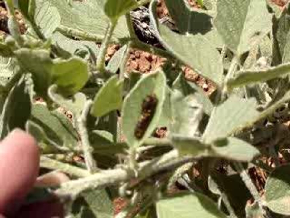 caterpillar