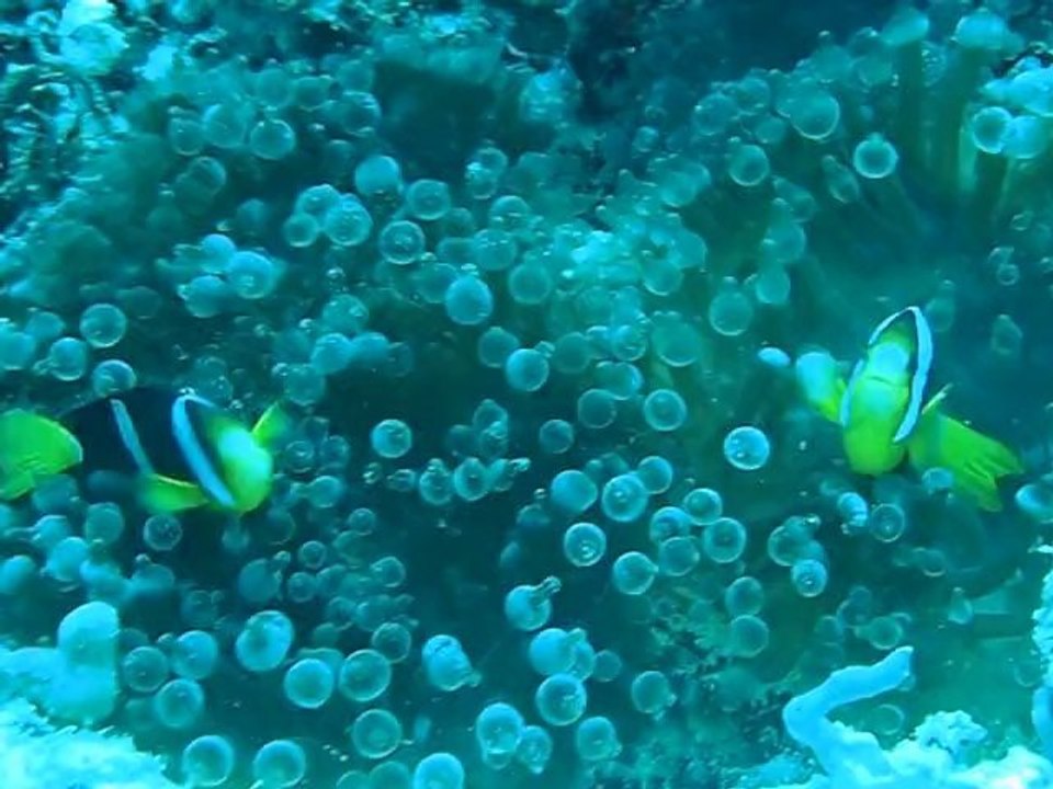 marc poisson clown aux maldives