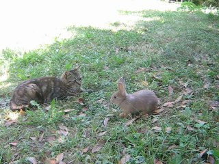 Course Lapins-Chats