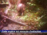 Deux femelles rhinocéros de Java, accompagnées de leur petit