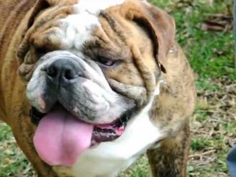 Concours de beauté canine près de San José, au Costa Rica