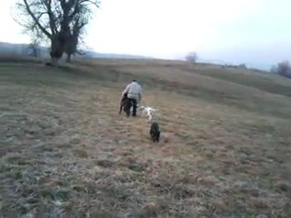 La promenade l'après-midi pour les Fortuna Majeur!
