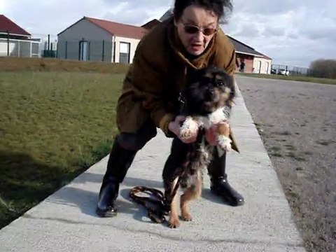 DIBOO croisé cairn yorkshire SPA DOUAI